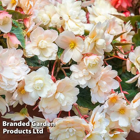 Begonia 'Sweet Spice Appleblossom' - Image 3