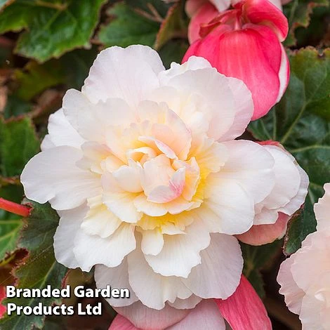 Begonia 'Sweet Spice Appleblossom' - Image 4