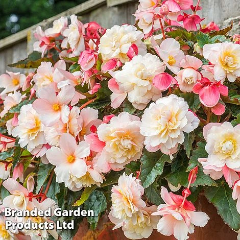 Begonia 'Sweet Spice Appleblossom' - Image 5