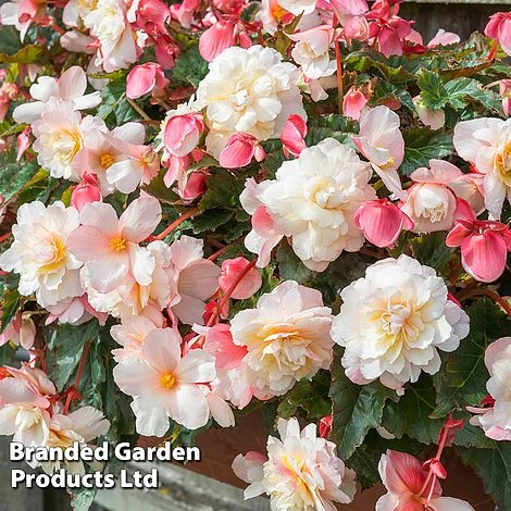 Begonia 'Sweet Spice Appleblossom' - Image 6