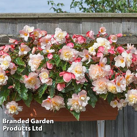 Begonia 'Sweet Spice Appleblossom' - Image 7