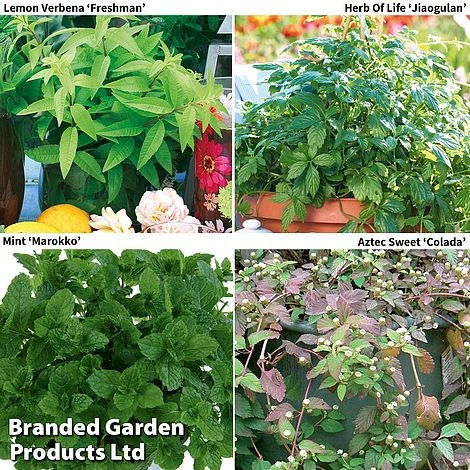 Botanical Infusions Plants - Collection - Image 2