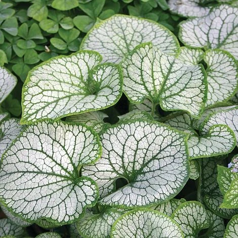 Brunnera Macrophylla 'Jack Frost' - Image 2