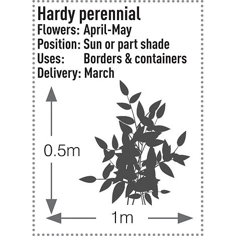 Brunnera Macrophylla 'Jack Frost' - Image 7