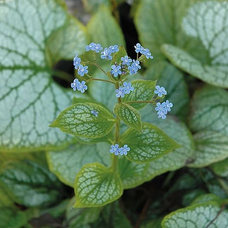 Brunnera Macrophylla 'Jack Frost' - Image 4