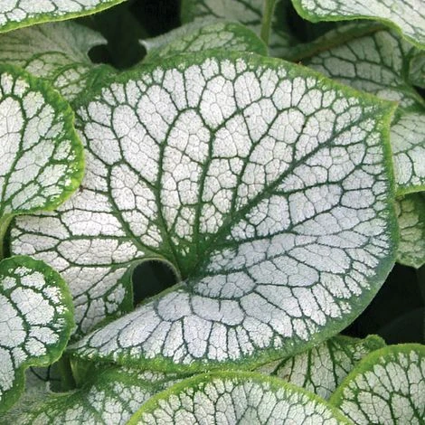 Brunnera Macrophylla 'Jack Frost' - Image 6