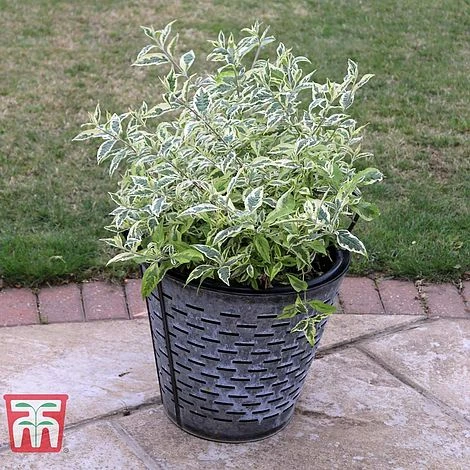 Buddleja 'Butterfly Gold' - Image 3