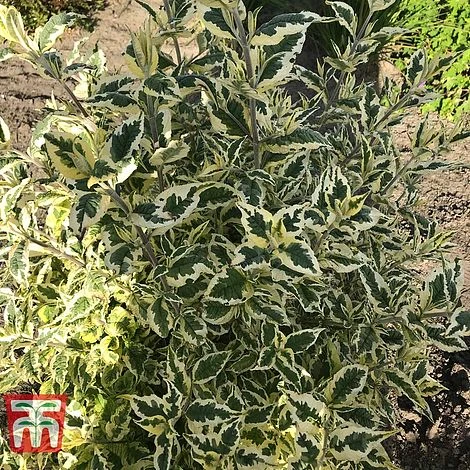 Buddleja 'Butterfly Gold' - Image 4