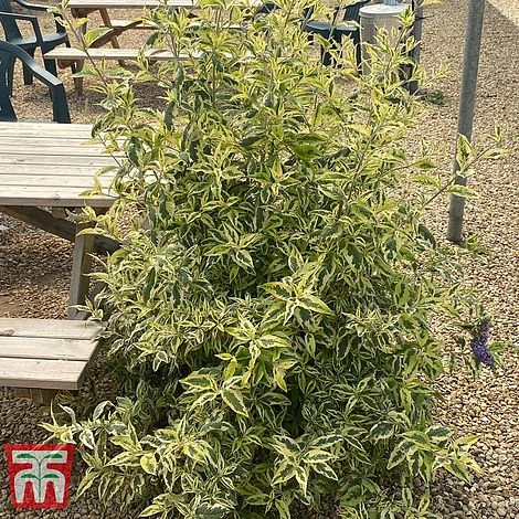 Buddleja 'Butterfly Gold' - Image 5