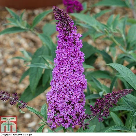 Buddleja 'Buzz® Magenta'