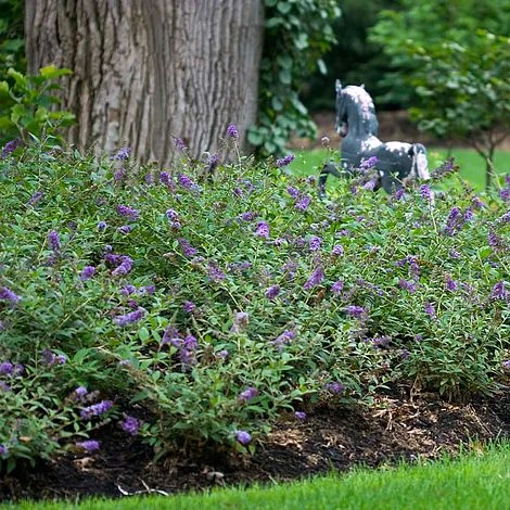 Buddleja 'Blue Chip' - Image 2