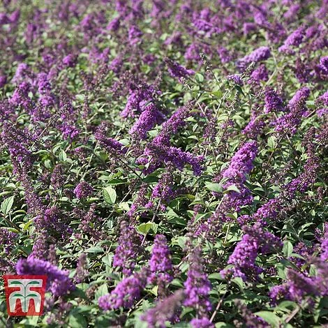 Buddleja 'Blue Chip' - Image 3