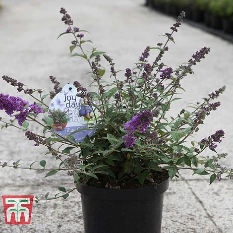 Buddleja 'Blue Chip' - Image 6