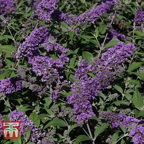 Buddleja 'Blue Chip' - Image 4