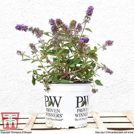 Buddleja 'Blue Chip' - Image 5