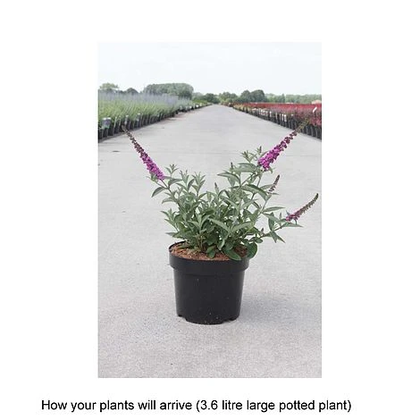 Buddleja 'Lo & Behold - Purple Chip' - Image 2
