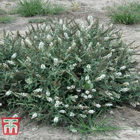 Buddleja 'Lo & Behold - White Chip' - Image 2