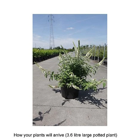Buddleja 'Lo & Behold - White Chip' - Image 3