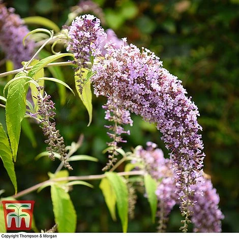 Buddleja Davidii 'Wisteria Lane' - Image 2