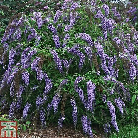 Buddleja Davidii 'Wisteria Lane' - Image 3