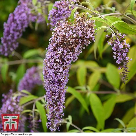 Buddleja Davidii 'Wisteria Lane' - Image 4
