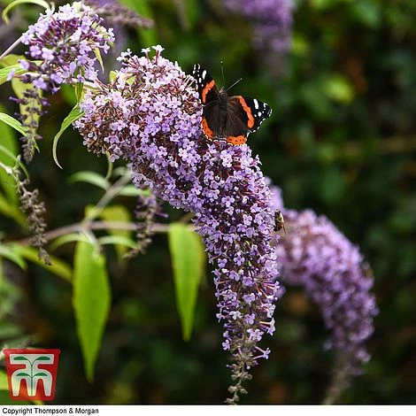 Buddleja Davidii 'Wisteria Lane'
