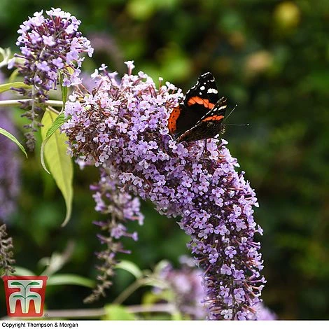 Buddleja Davidii 'Wisteria Lane' - Image 5