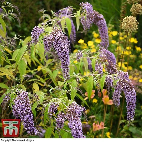 Buddleja Davidii 'Wisteria Lane' - Image 7