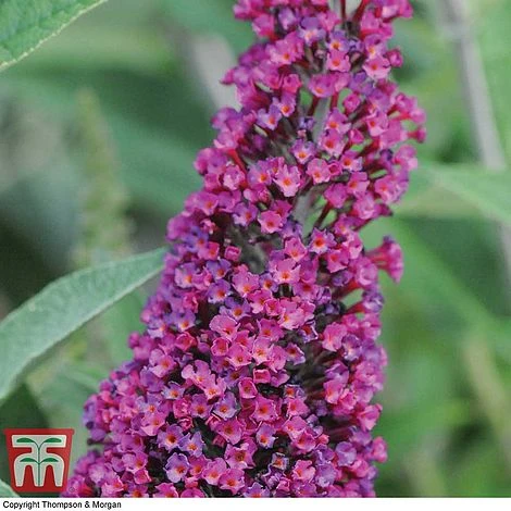 Buddleja 'Buzz® Velvet' - Image 2