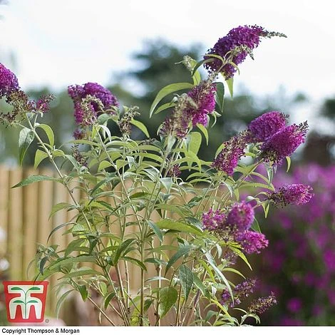 Buddleja 'Buzz® Velvet' - Image 3