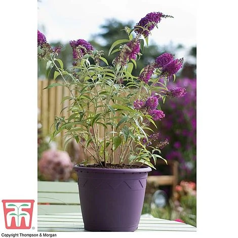 Buddleja 'Buzz® Velvet' - Image 4