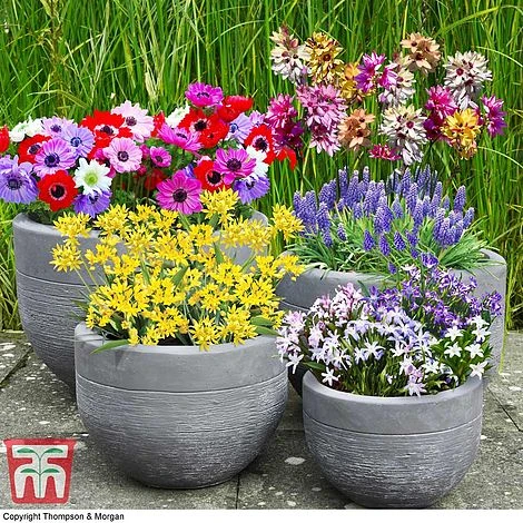 Bumper Spring Bulb Collection