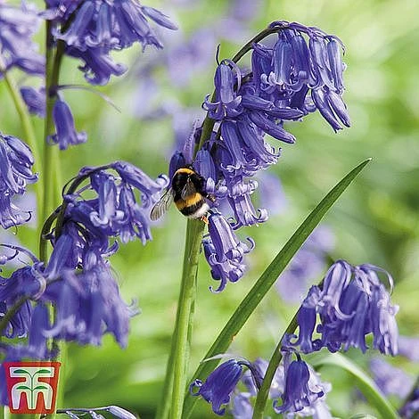 Spring Bulb Variety Bundle - Image 6