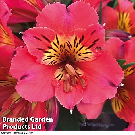 Alstroemeria 'Valley' Collection (Summer Paradise Series) - Image 2
