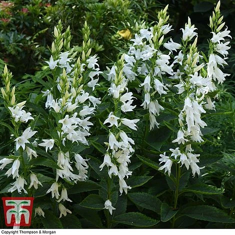 Campanula Lactiflora 'Loddon Anna' - Image 2