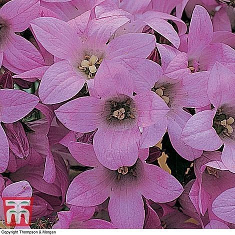 Campanula Lactiflora 'Dwarf Pink' - Image 2