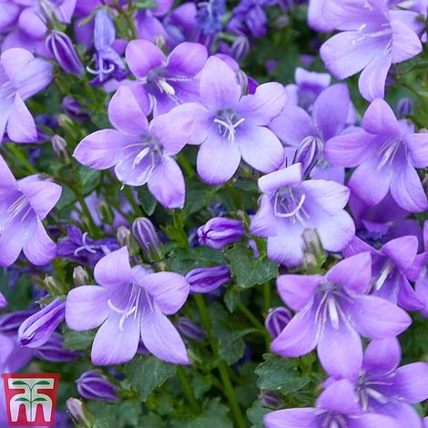 Campanula Poscharskyana - Image 2