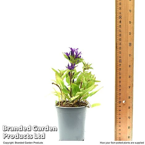 Campanula Glomerata 'Blue Crown' - Image 6