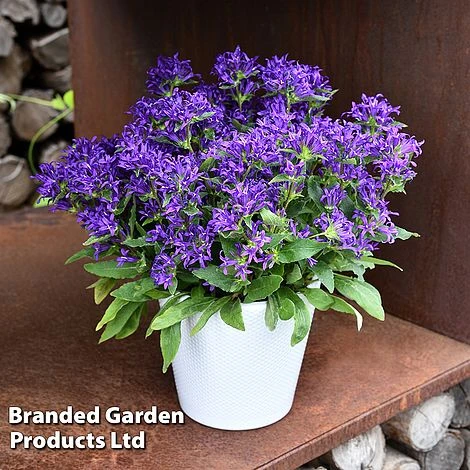 Campanula Glomerata 'Blue Crown' - Image 2