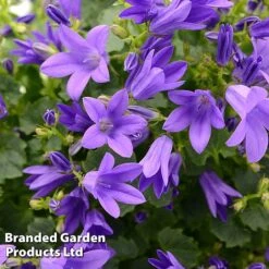 Campanula Poscharskyana 'Hirsch Blue'