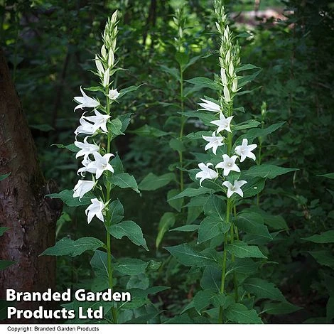 Campanula Pyramidalis 'Alba'