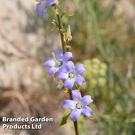 Campanula Pyramidalis 'Blue' - Image 2