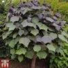 Catalpa X Erubescens 'Purpurea'