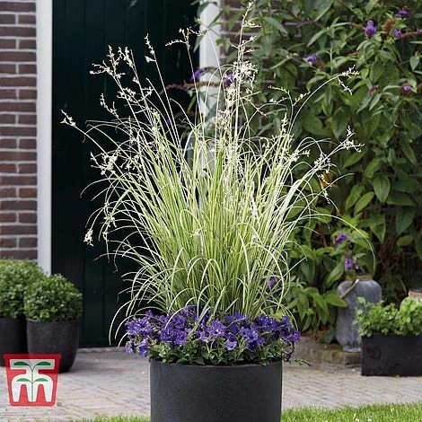 Chlorophytum Saundersiae 'Starlight' - Image 5