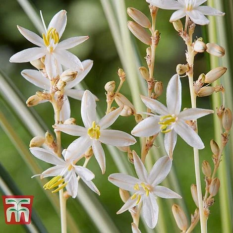 Chlorophytum Saundersiae 'Starlight' - Image 4