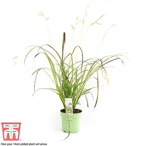 Chlorophytum Saundersiae 'Starlight' - Image 7