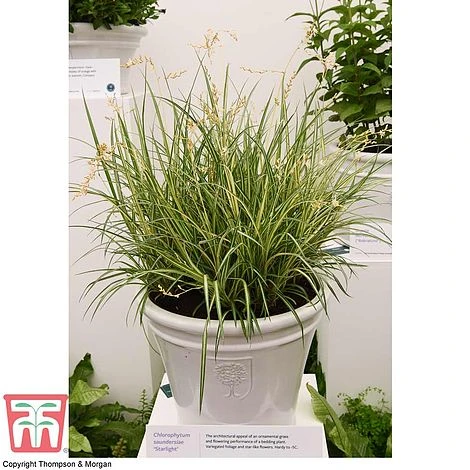 Chlorophytum Saundersiae 'Starlight' - Image 3