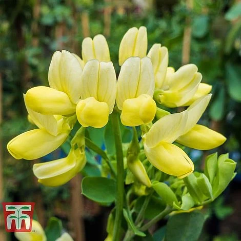 Coronilla Valentina Subsp. Glauca 'Citrina' - Image 2