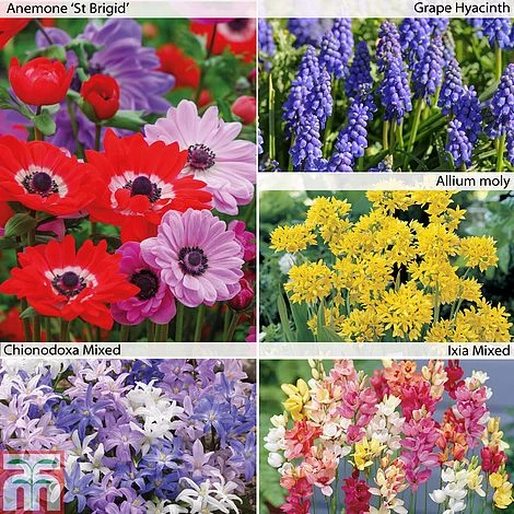 Bumper Spring Bulb Collection - Image 2