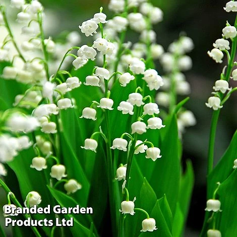 Summer Colour Bundle - Image 3